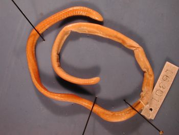 Media type: image; Herpetology A-16301